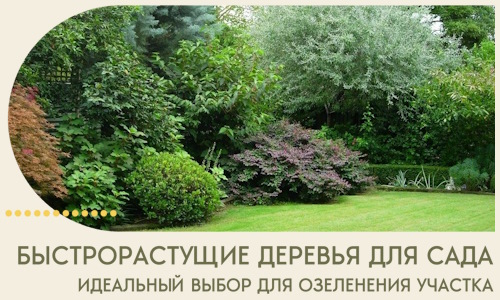 Быстрорастущие деревья для сада идеальный выбор в Волгограде