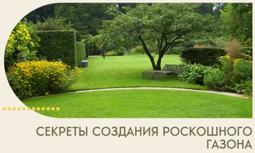 Секреты создания роскошного газона в Волгограде